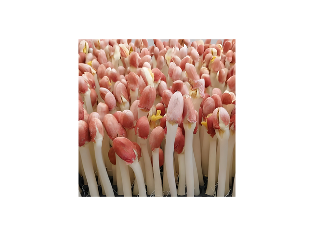 새싹땅콩 추천 만족스러운 상품 소개