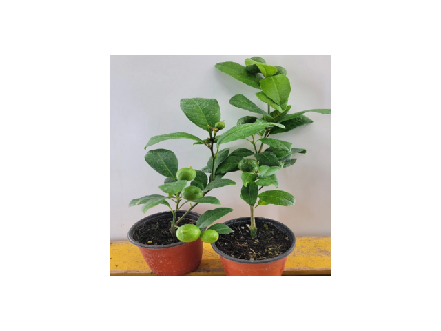 레몬나무 추천 TOP10 가격 비교 정리