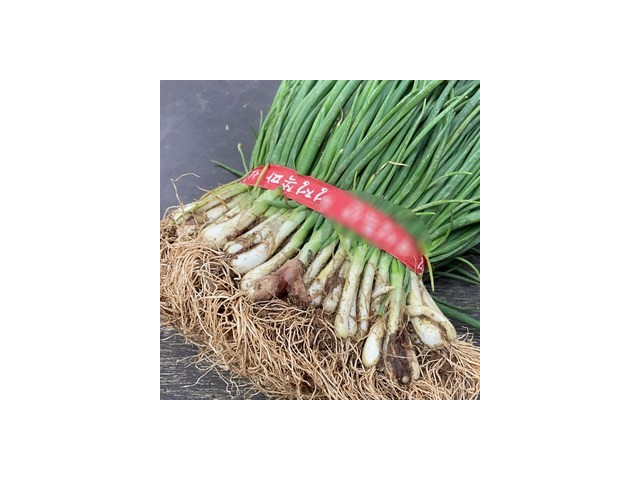 전남보성시장쪽파 추천 TOP10 가성비 좋은 제품